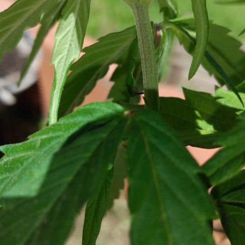 Genética desconocida growlog timeline photo