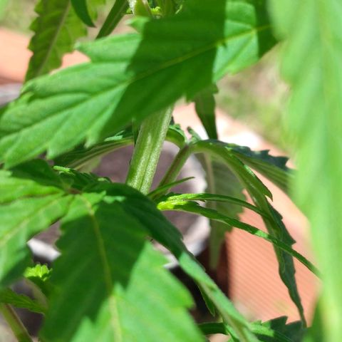 Genética desconocida growlog timeline photo