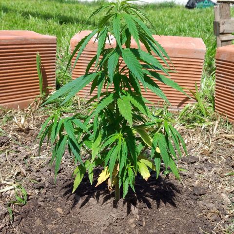 Genética desconocida growlog timeline photo