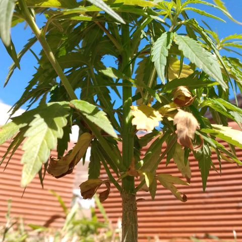 Genética desconocida growlog timeline photo