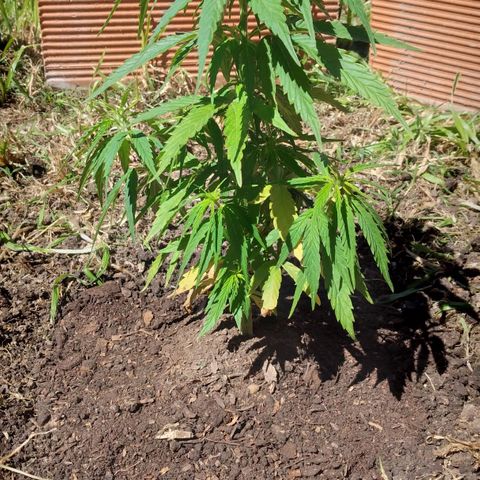 Genética desconocida growlog timeline photo