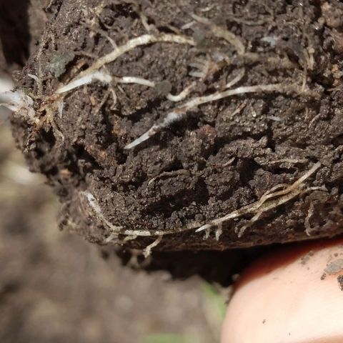 Genética desconocida growlog timeline photo