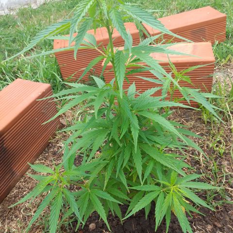 Genética desconocida growlog timeline photo