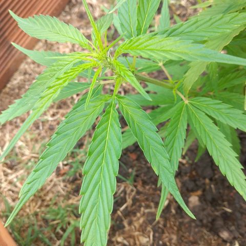 Genética desconocida growlog timeline photo