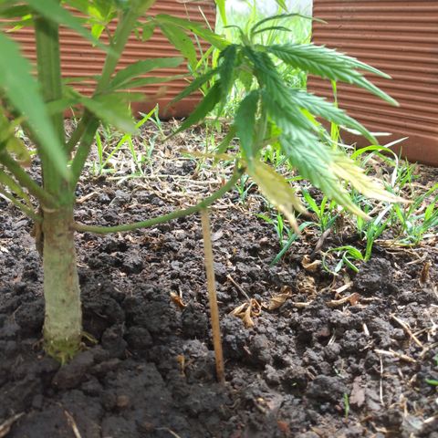 Genética desconocida growlog timeline photo