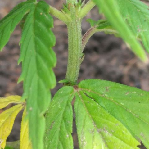 Genética desconocida growlog timeline photo