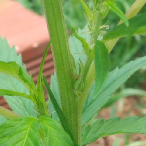 Genética desconocida growlog timeline photo