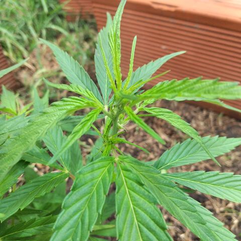 Genética desconocida growlog timeline photo