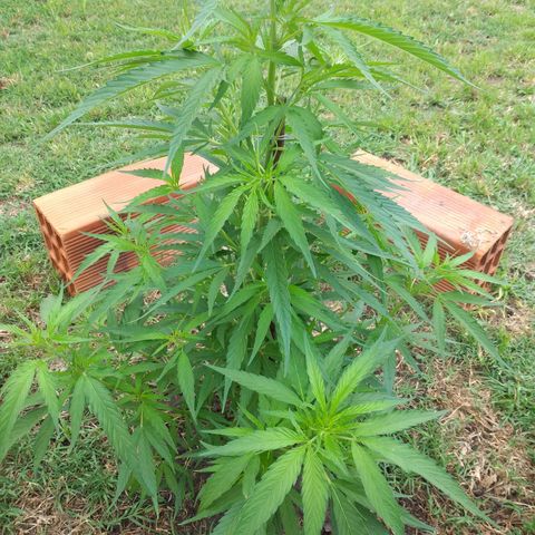 Genética desconocida growlog photo: Le puse un fierro para que la planta no se doble con el viento.