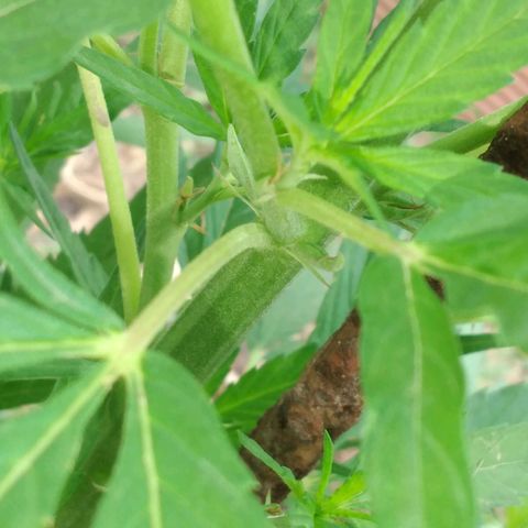 Genética desconocida growlog photo: Le puse un fierro para que la planta no se doble con el viento.