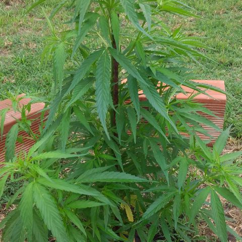 Genética desconocida growlog photo: Le puse un fierro para que la planta no se doble con el viento.