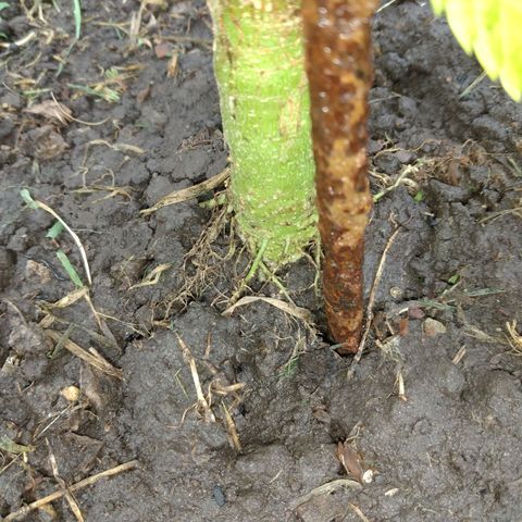 Genética desconocida growlog photo: Le puse un fierro para que la planta no se doble con el viento.
