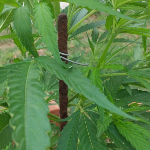 Genética desconocida growlog photo: Le puse un fierro para que la planta no se doble con el viento.