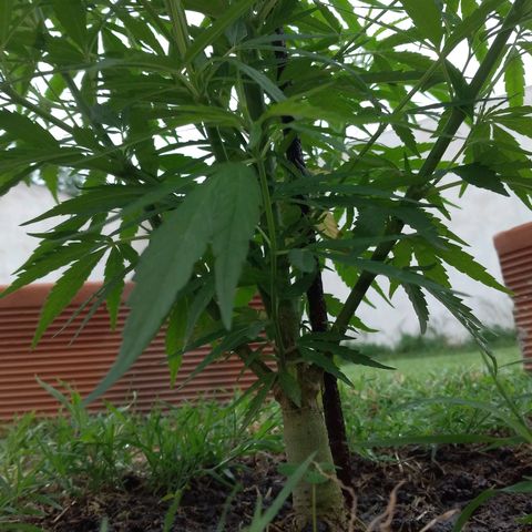 Genética desconocida growlog photo: Le puse un fierro para que la planta no se doble con el viento.