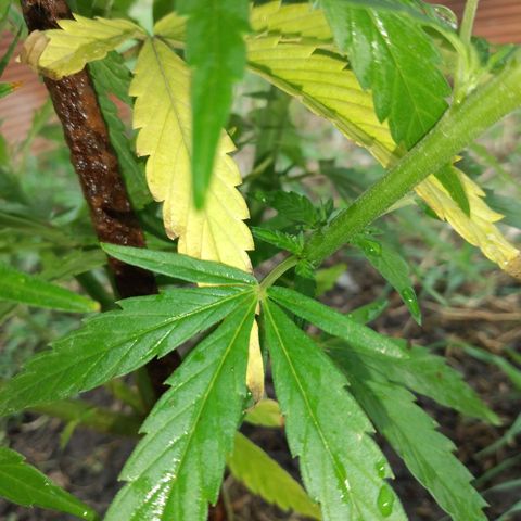 Genética desconocida growlog photo: Le puse un fierro para que la planta no se doble con el viento.