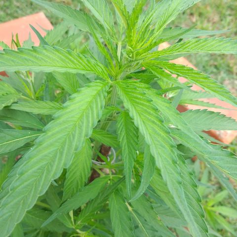 Genética desconocida growlog photo: Le puse un fierro para que la planta no se doble con el viento.