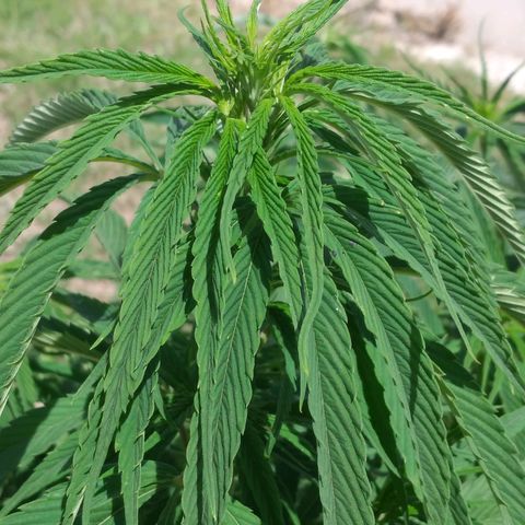 Genética desconocida growlog timeline photo