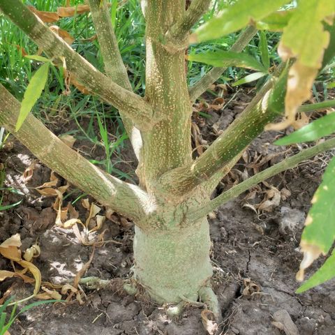 Genética desconocida growlog timeline photo