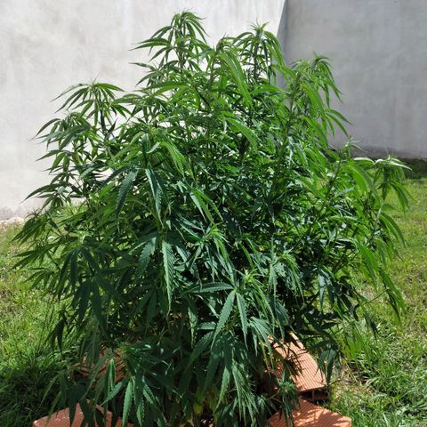 Genética desconocida growlog timeline photo