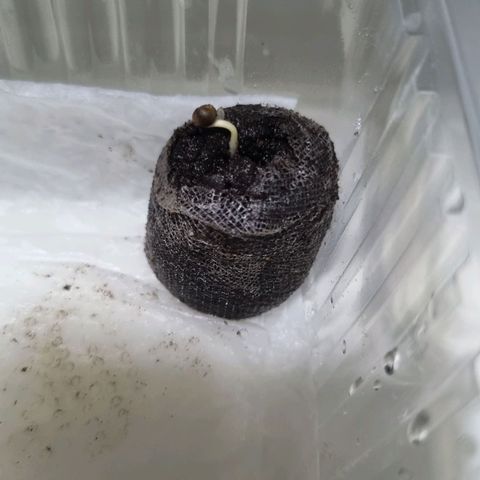 Purple punch P growlog timeline photo