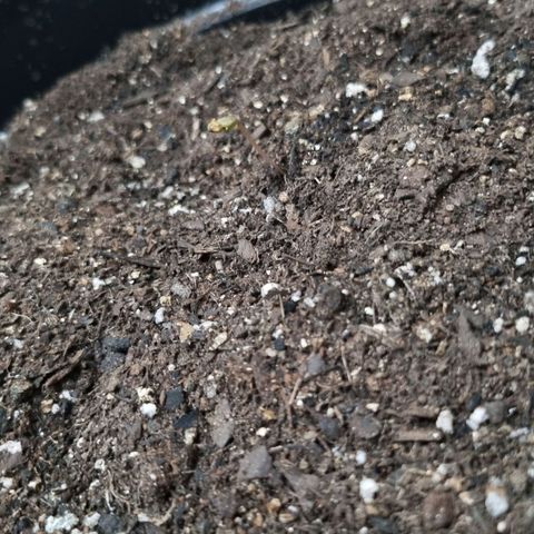 Purple punch P growlog timeline photo
