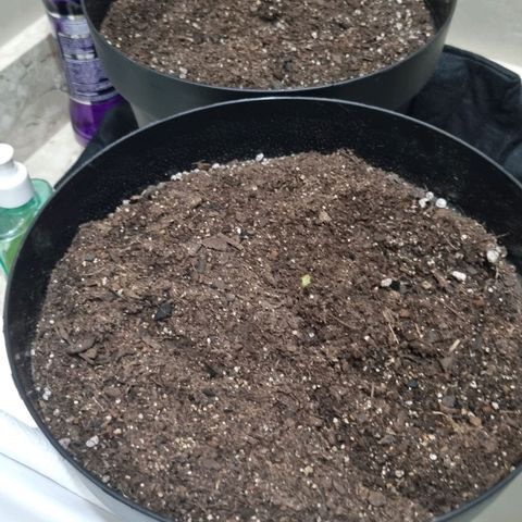 Purple punch P growlog timeline photo