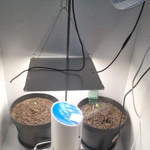 Purple punch P growlog timeline photo