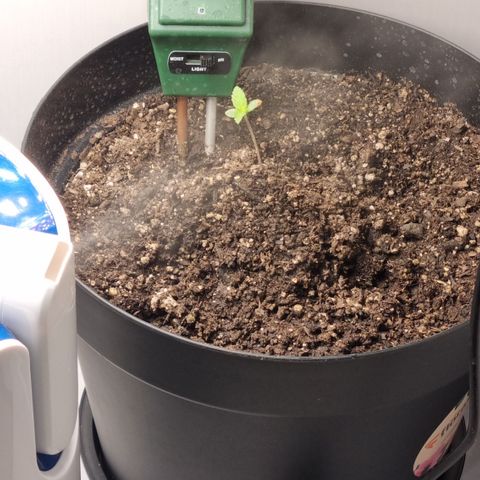Purple punch P growlog timeline photo