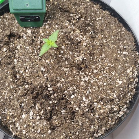 Purple punch P growlog timeline photo