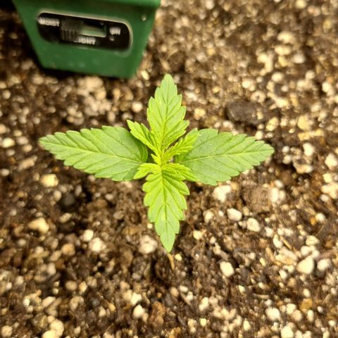 Purple punch P growlog timeline photo
