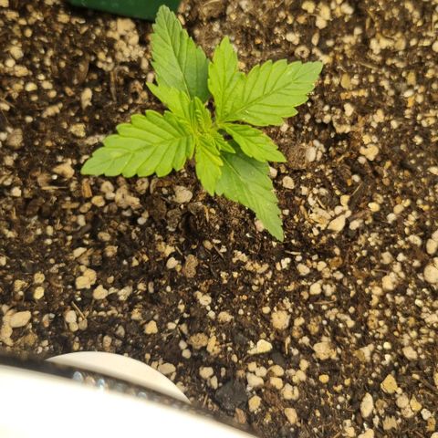 Purple punch P growlog timeline photo
