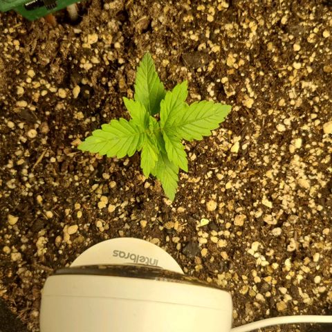 Purple punch P growlog timeline photo