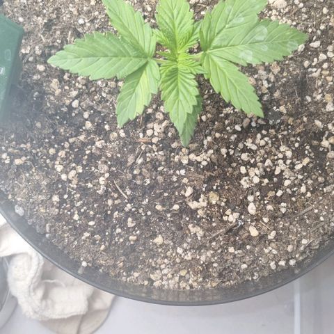 Purple punch P growlog timeline photo