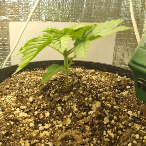 Purple punch P growlog timeline photo