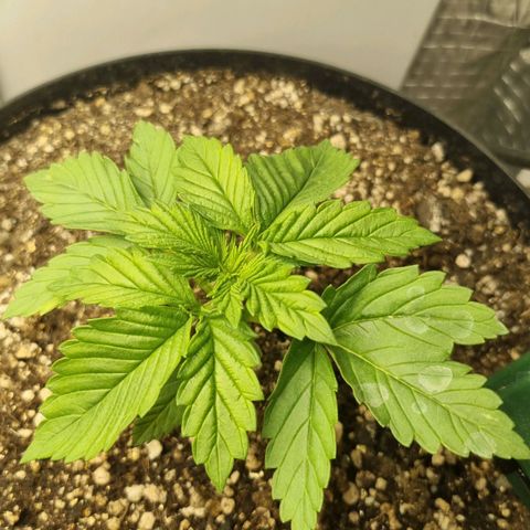 Purple punch P growlog timeline photo