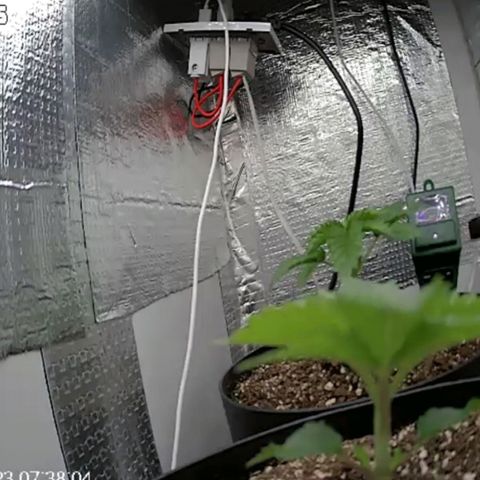 Purple punch P growlog timeline photo