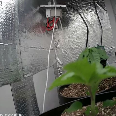Purple punch P growlog timeline photo