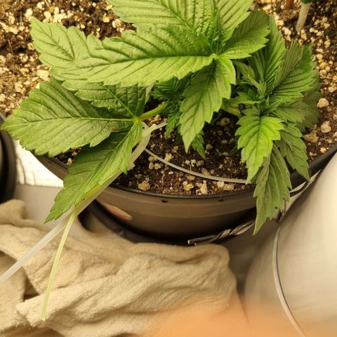 Purple punch P growlog timeline photo