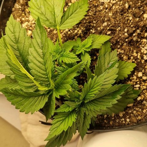 Purple punch P growlog timeline photo