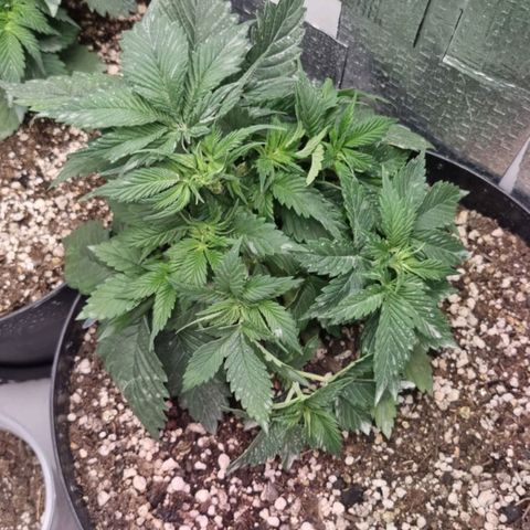 Purple punch P growlog photo: Tirei umas folhas pra liberar luz nas flores