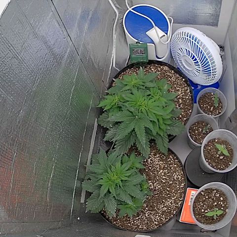 Purple punch P growlog timeline photo