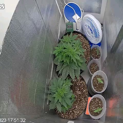 Purple punch P growlog timeline photo
