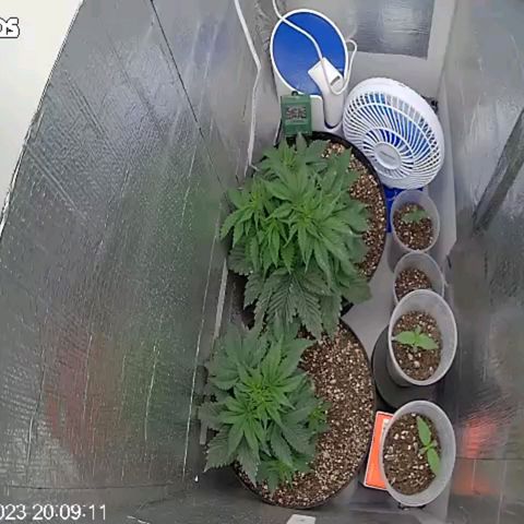 Purple punch P growlog photo: G é a menor