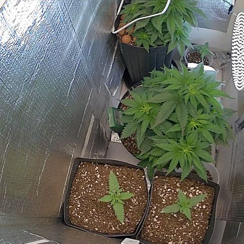 Purple punch P growlog photo: Coloquei uma luz lateral, a G é a do fundo ela não está desenvolvendo bem a P é um monstro sedento crescendo pra caramba