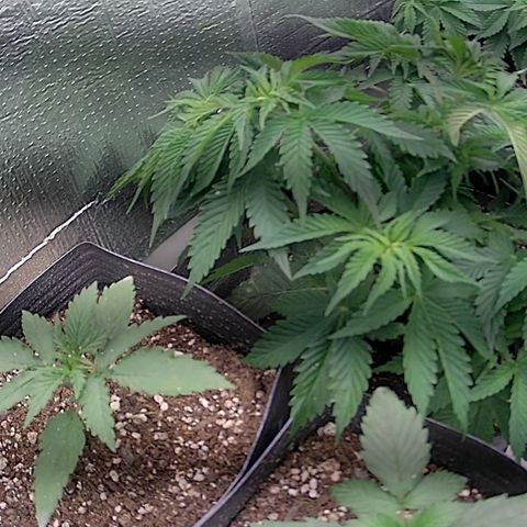 Purple punch P growlog timeline photo