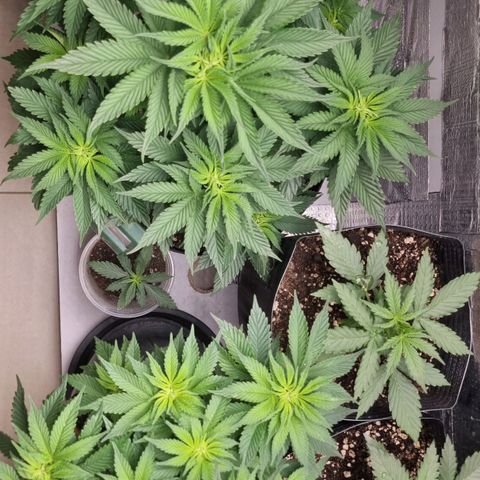 Purple punch P growlog timeline photo