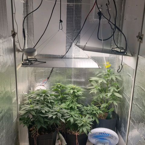 Purple punch P growlog timeline photo