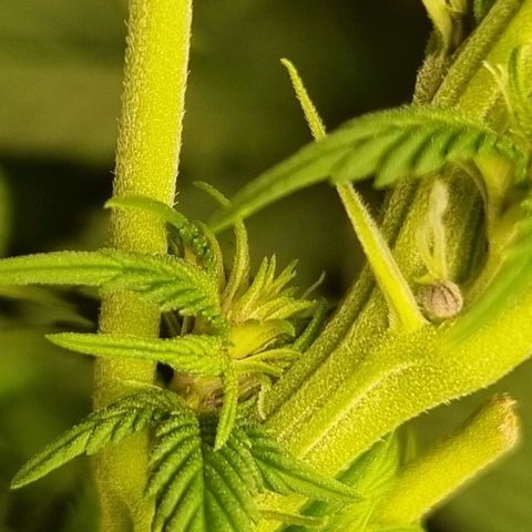 Purple punch P growlog timeline photo