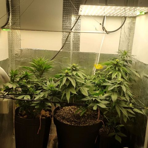 Purple punch P growlog timeline photo