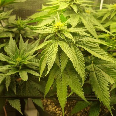 Purple punch P growlog timeline photo